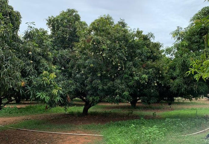 Mangoes on tree